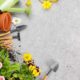 Jak pielęgnować i gdzie lokować byliny kwitnące do późnej jesieni - porady dotyczące dzielżanu jesiennego oraz ogrodowego