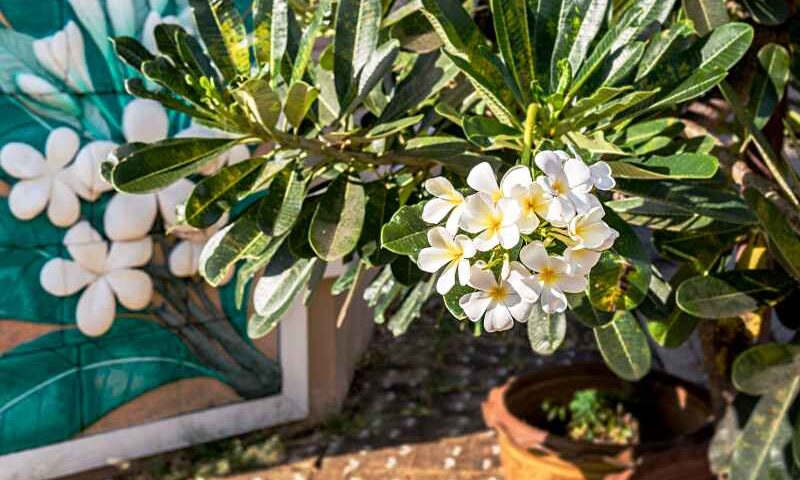 Uprawa oleandra w doniczkach: pielęgnacja i zimowanie rośliny oleander