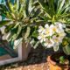 Uprawa oleandra w doniczkach: pielęgnacja i zimowanie rośliny oleander