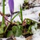 Byliny wieloletnie, które przetrwają zimę i kwitną w ogrodzie - wartościowe rośliny do posadzenia