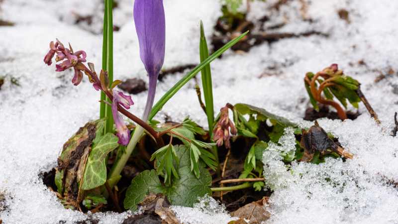 Byliny wieloletnie, które przetrwają zimę i kwitną w ogrodzie - wartościowe rośliny do posadzenia