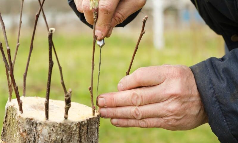 Uprawa wierzby mandżurskiej w ogrodzie: sadzenie, pielęgnacja, cięcie - ciekawostka z zakresu dendrologii