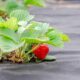 Choroby truskawek: usychające liście, plamy i nalot na owocach