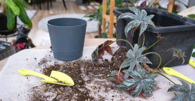 Jak zabezpieczyć rośliny w ogrodzie przed mrozem? Metody ochrony roślin na zimę