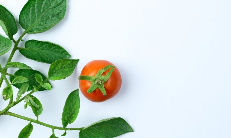 Objawy i sposoby zwalczania trzech najczęstszych chorób atakujących pomidory