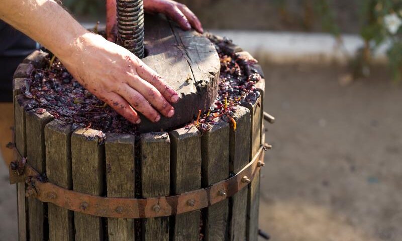 Zbieranie winogron do produkcji własnego wina - optymalny czas zbioru owoców do domowej produkcji wina. Jak wytworzyć wino w warunkach domowych?