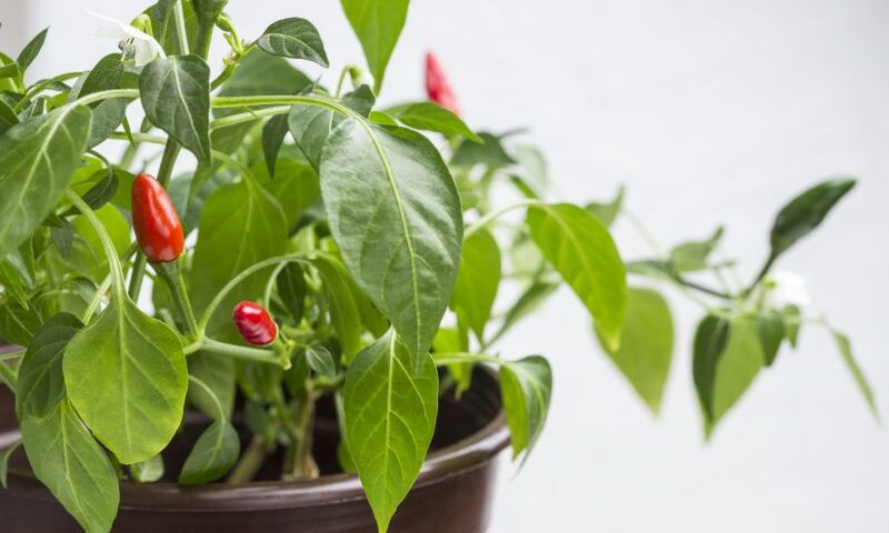 Uprawa papryki chili w doniczce na balkonie oraz w ogrodzie