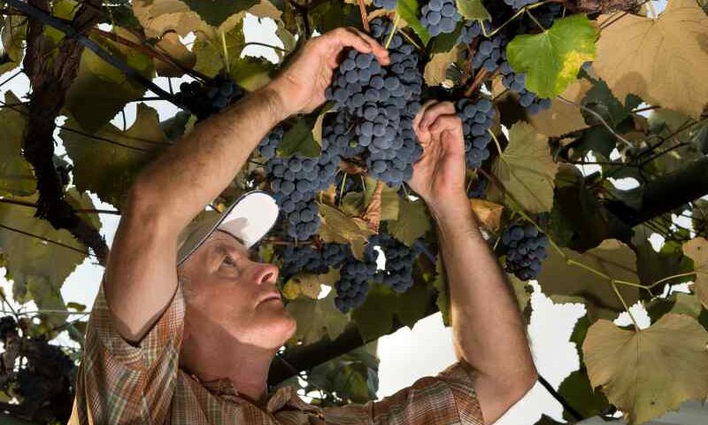 Wybór odpowiednich odmian winorośli do uprawy w ogrodzie oraz zasady sadzenia.