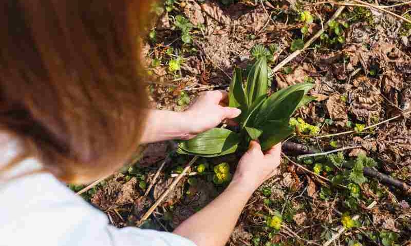 Jak i kiedy sadzić cebulki lilii oraz jak głęboko je sadzić do gruntu?
