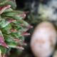 Groźne choroby kaktusów - Jakie stanowią największe zagrożenie? Metody leczenia róż i ich schorzeń