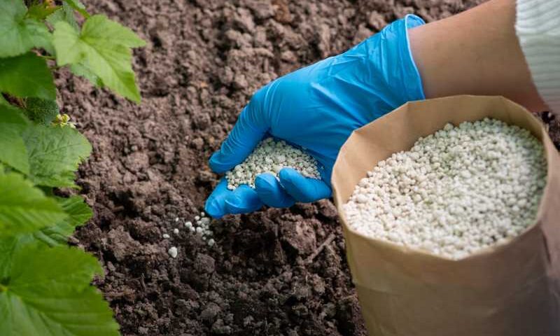 Gryka zwyczajna - poradnik dotyczący wysiewu, uprawy i zbiorów: Czy grykę można z powodzeniem uprawiać w ogrodzie?