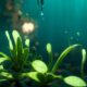 "Różnorodność roślin wodnych: od pływających po zanurzone i bagienne"