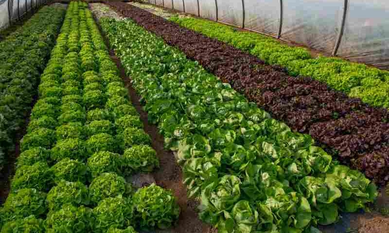Nowoczesne metody uprawy warzyw w osłoniach: folii, agrowłókniny i szklarni.