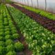 Nowoczesne metody uprawy warzyw w osłoniach: folii, agrowłókniny i szklarni.