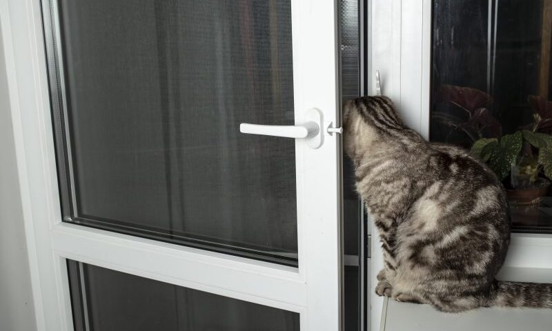 Jak samodzielnie zrobić klapkę dla kota w drzwiach (film instruktażowy)
