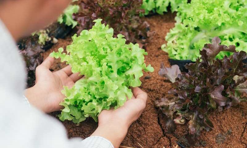 Jak przygotować rozsadę sałaty i jak uprawiać ją na polu? Kiedy sadzić do gruntu?