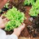 Jak przygotować rozsadę sałaty i jak uprawiać ją na polu? Kiedy sadzić do gruntu?