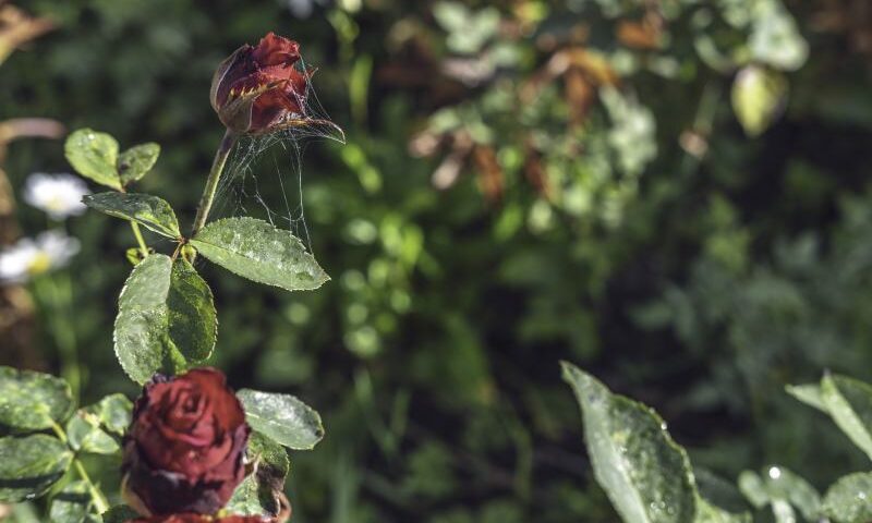 Sadzenie róż w gruncie: praktyczny poradnik z obrazkami po kroku