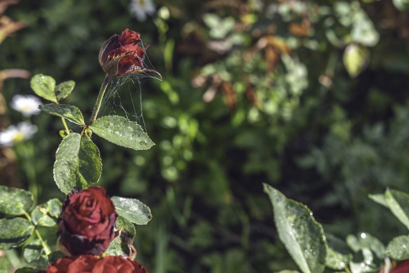 Sadzenie róż w gruncie: praktyczny poradnik z obrazkami po kroku