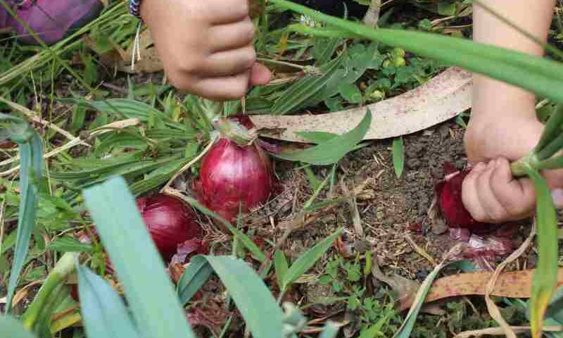 Hodowla czerwonej cebuli - jak pielęgnować pory w warzywniku